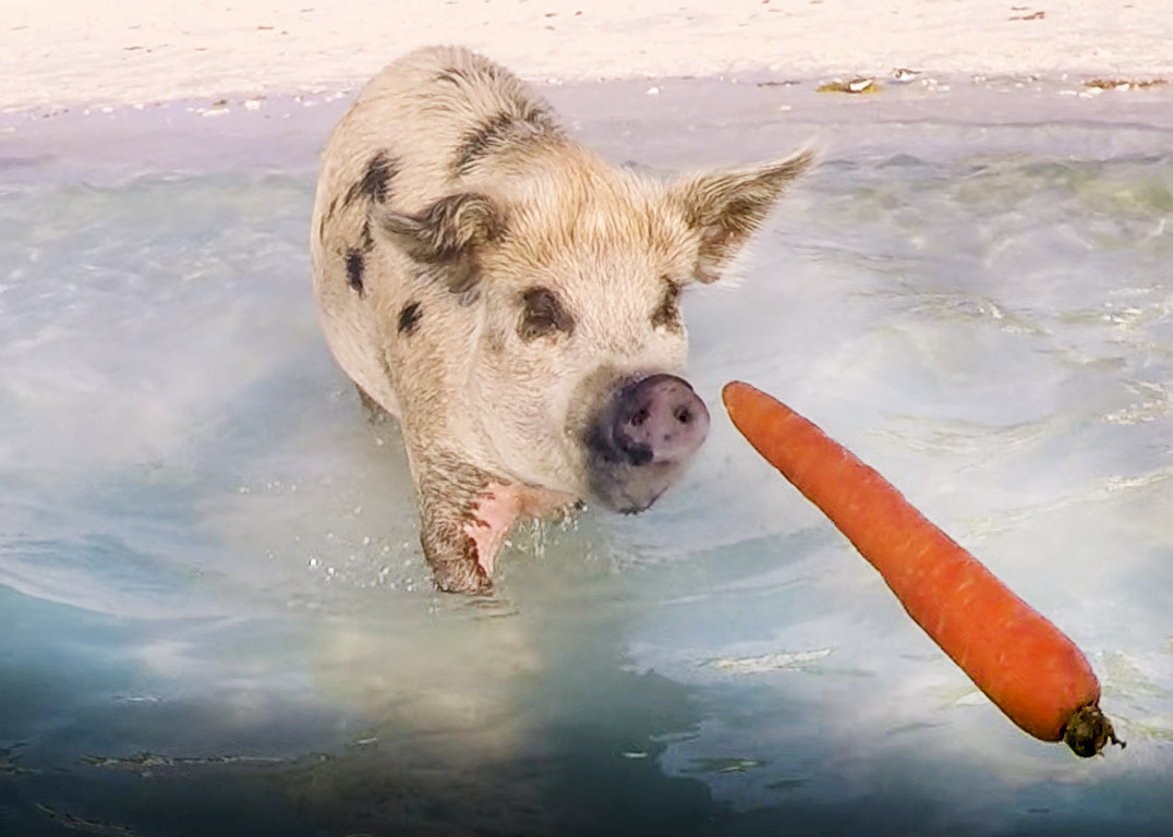 Video: Piggies! Staniel Cay