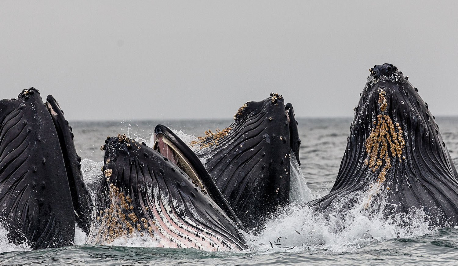 Marlon Meets the Whales