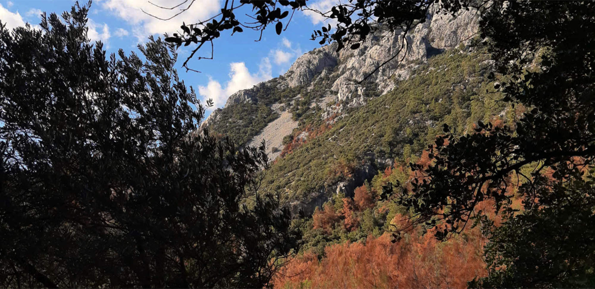 Trafik, Fire, Athena, Pregnant