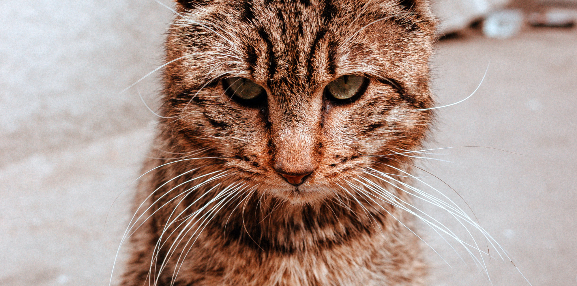 That Was The Year That Was