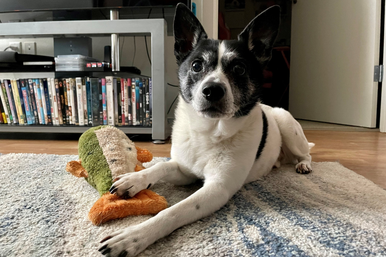 Marlon’s Guide to Sailing (for dogs)