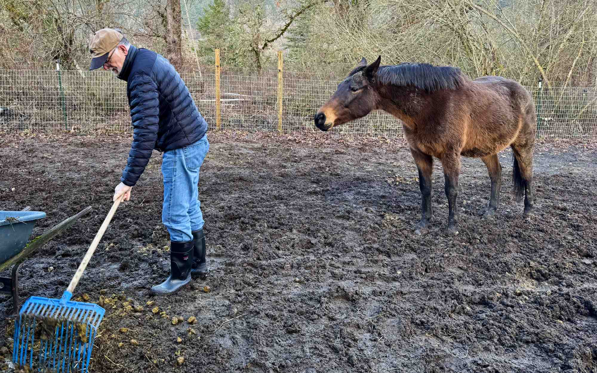 Caring for Animals