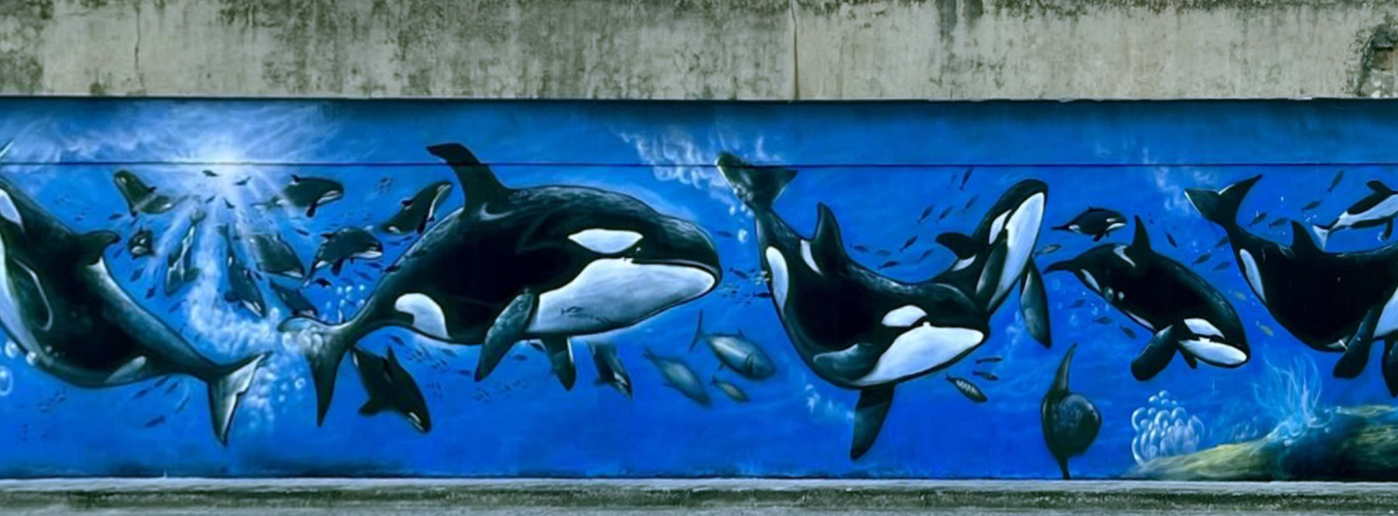 Into the Orca’s Kitchen