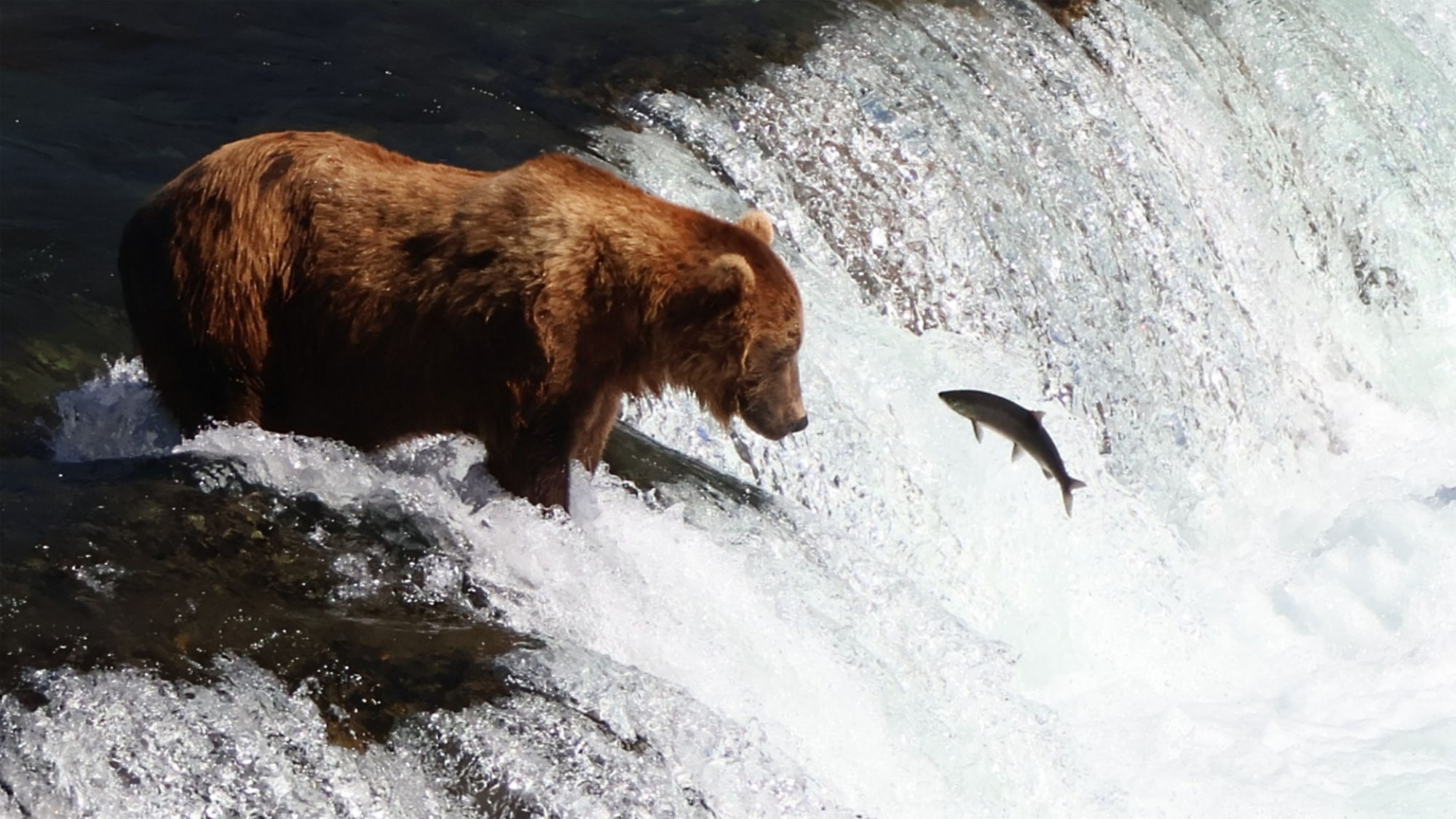 Alaskan Big Bear Adventure